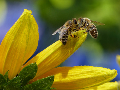 bees bloom blur 144252crop